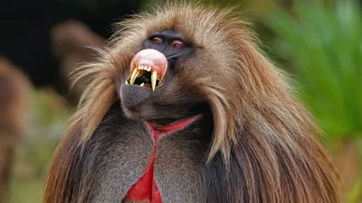 Жизнь тарзанов в джунглях: Фотографии обезьян на свободе