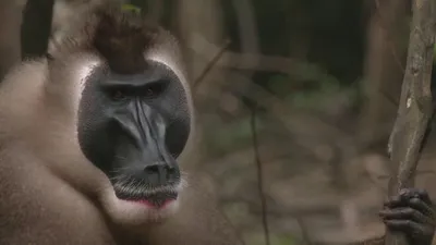 Колобусы: Черно-белая красота обезьяньего мира