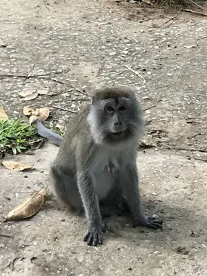 Харизматичные обезьяны: Взгляд на их удивительные черты