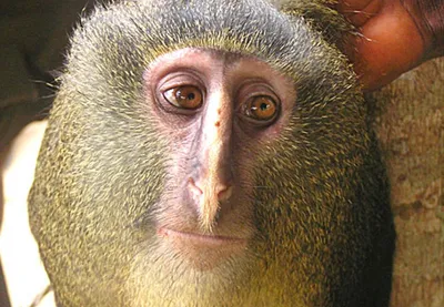 Приматы в объективе: Фотографии, рассказывающие их удивительные историиget_policy(category: str) -> str