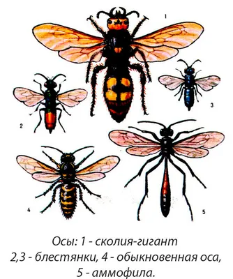 Скачать бесплатно уникальные изображения пчёл