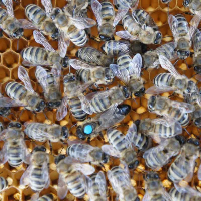 Уникальные фото пчёл в формате Full HD