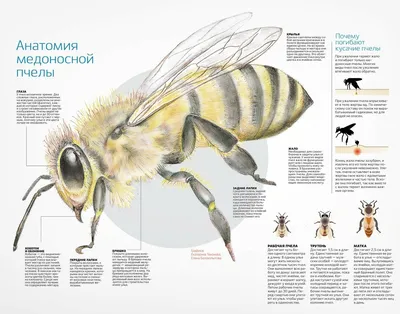 Виды пчёл фотографии