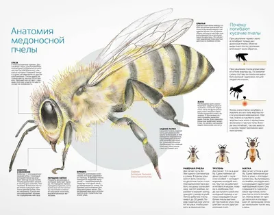 Великолепие пчел: фотографии и интересные детали