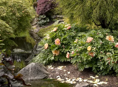Представьте себе удивительный сад с фото пионов с названиями