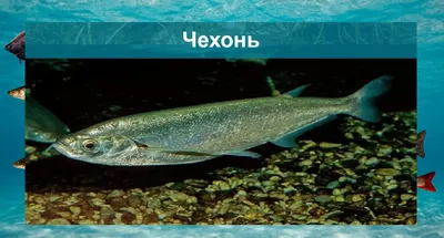 Откройте мир пресноводных рыб: удивительные фото и изображения