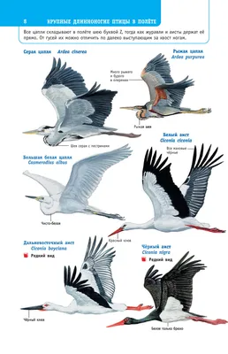 Разнообразие птиц России: фотоальбом природы