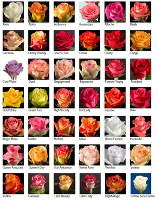 Красочные виды роз в высоком разрешении