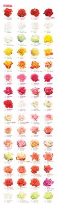 Изображения роз в разных цветовых решениях