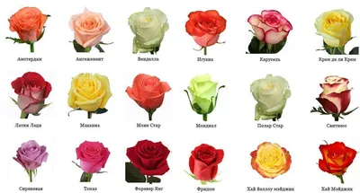 Завораживающие изображения роз разных сортов