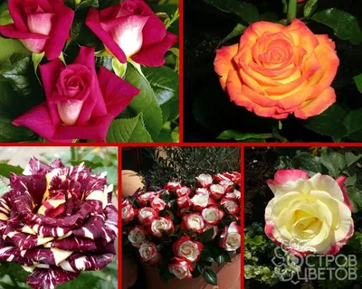 Фото экзотических роз с возможностью выбора формата