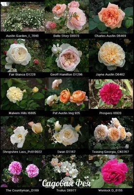 Уникальные фотографии роз с возможностью выбора формата
