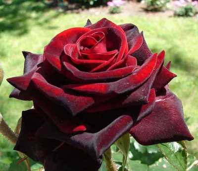 Фото роз, которые заставят вас влюбиться в природу