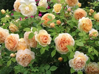 Удивительные виды роз в формате jpg