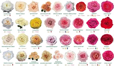 Изумительные фотографии роз с возможностью скачать в png