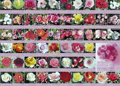 Уникальные фотографии роз для любителей живописи