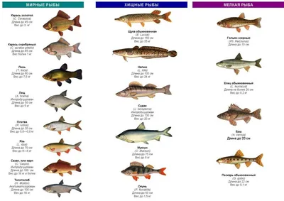 Откройте для себя множество различных видов рыб на фото