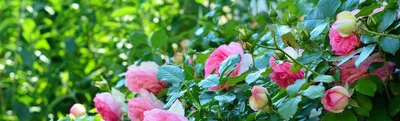 Загадочные картинки садовых роз