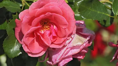 Фото роскошных садовых роз