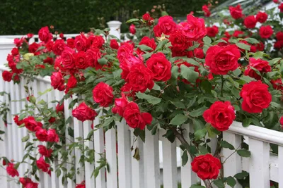 Фото прекрасных сортов садовых роз