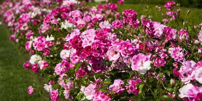 Фотографии разнообразных сортов садовых роз