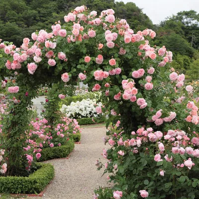 Коллекция роскошных роз на фото