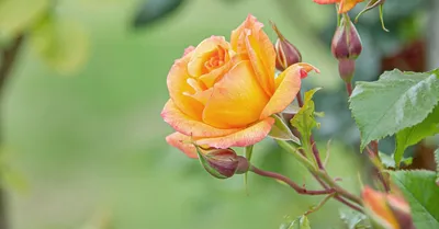 Виды садовых роз в png формате