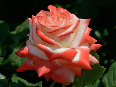 Фотографии удивительных садовых роз