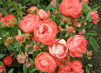 Фотографии коллекции разнообразных роз