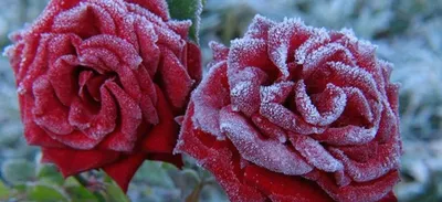 Очаровательные картинки садовых роз