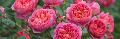 Богатые цвета на фото роз