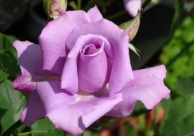 Фото изысканных сортов садовых роз