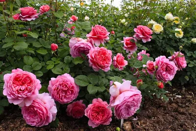 Картинки роскошных садовых роз