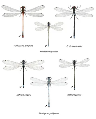 Стрекозы: качественные изображения для скачивания