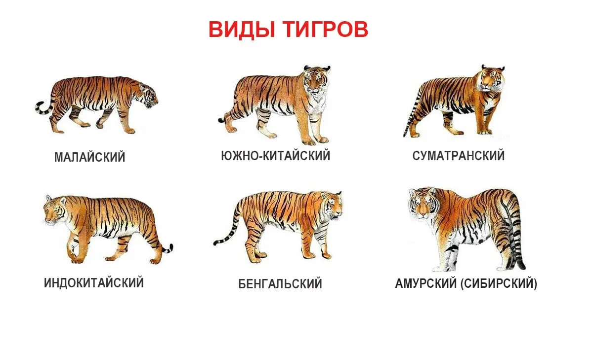 Названия видов тигров. Тигры разновидности. Разные виды тигров. Виды тигрово. Подвиды тигров.