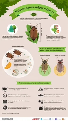 Лучшие снимки жуков: подробная информация и качественные фото