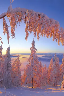 Зимние сказки: Выберите размер фото для вашего устройства