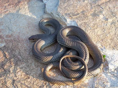 Виды змей на Кубани: фото большого размера в формате jpg 
