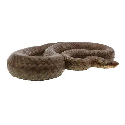 Уникальные виды змей на Кубани: фото высокого качества 