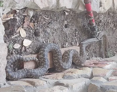 Впечатляющие снимки различных видов змей на Кубани: фотография для скачивания 