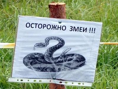 Удивительные фото змей на Кубани в формате webp 