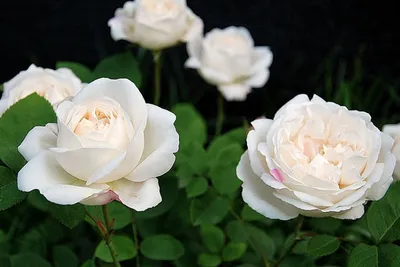 Винчестер кафедрал роза в формате jpg