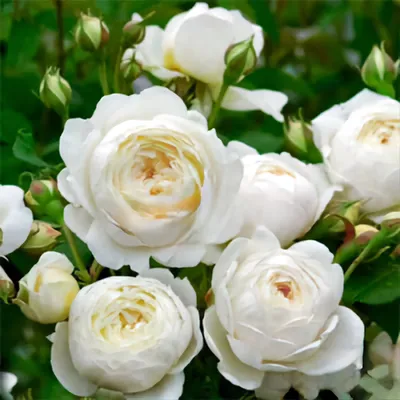 Фото розы в кафедрале Винчестера в формате png
