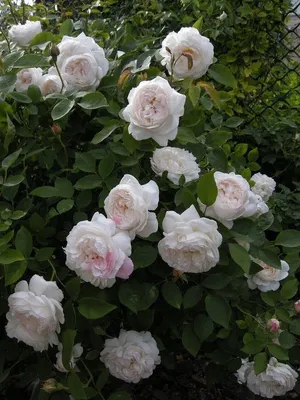 Чудесный вид розы в Винчестер кафедрале
