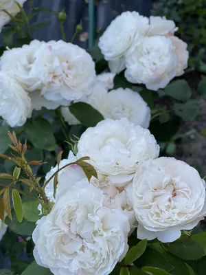 Розы в Винчестер кафедрале: картина природы