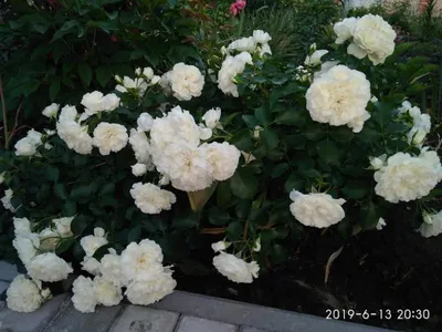 Винчестер кафедрал роза: великолепие природы