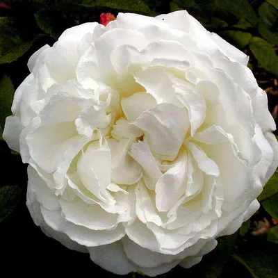 Красочная картинка розы в Винчестер кафедрале