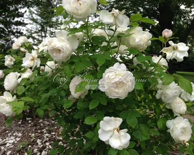 Потрясающая фотография розы в кафедрале Винчестера