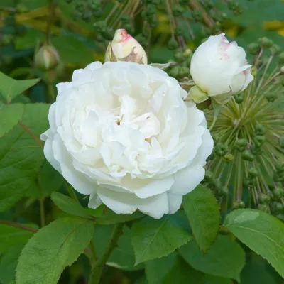Винчестер кафедрал роза: изображение элегантности
