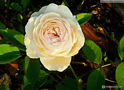 Роза в Винчестер кафедрале: изваяние природы